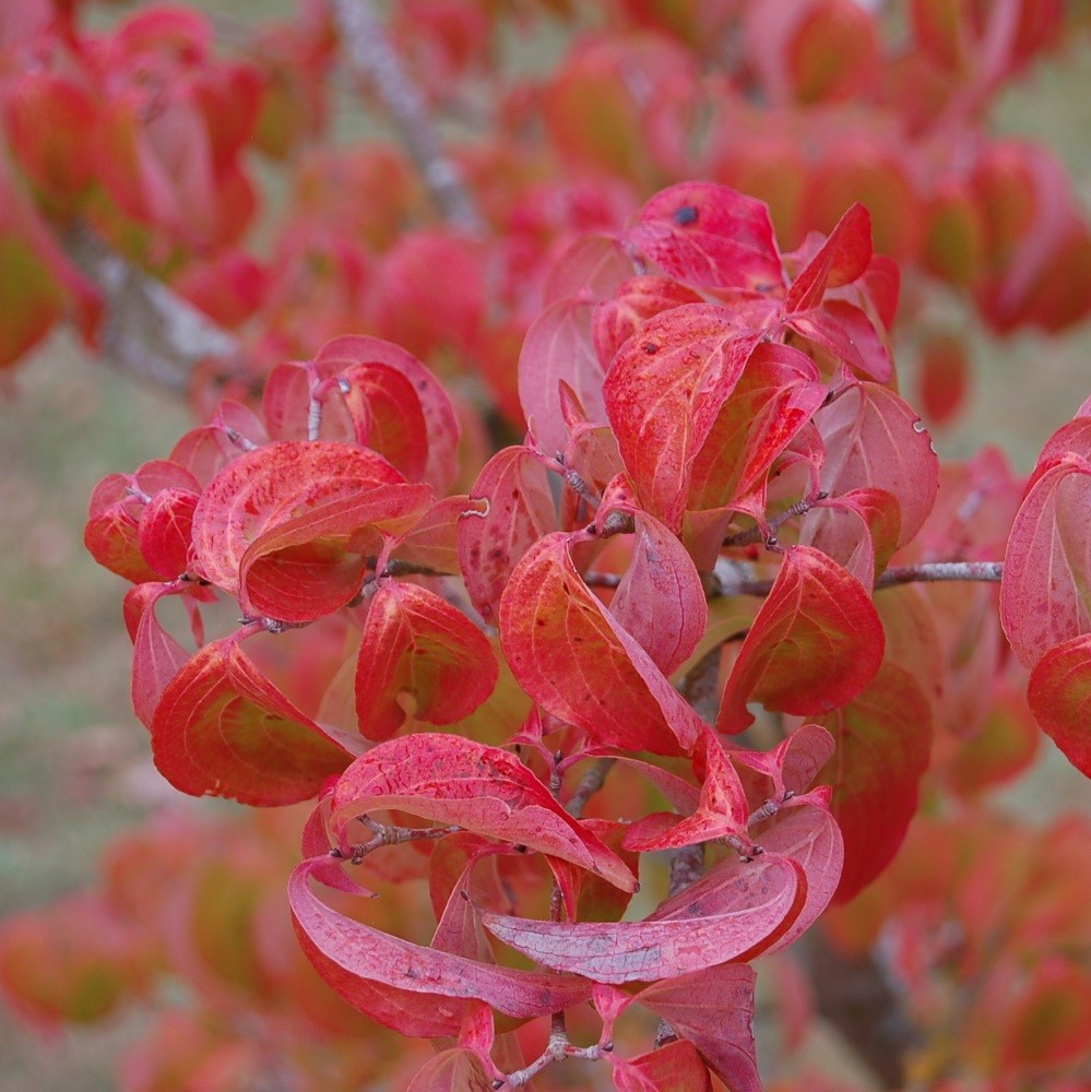 <i>Cornus kousa</i> var.<i> chinensis</i>