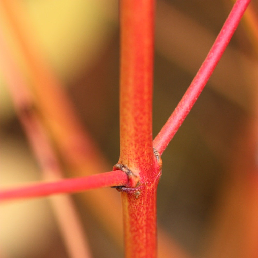 <i>Cornus sanguinea</i> 'Midwinter Fire'