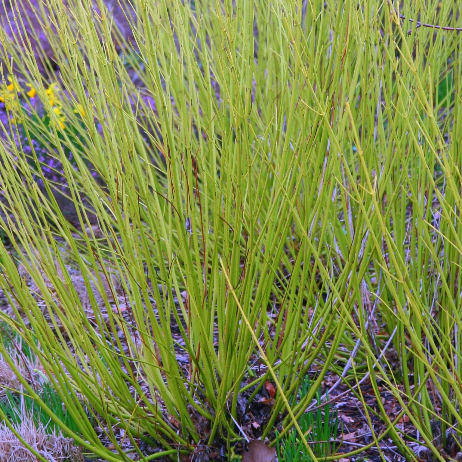 <i>Cornus sericea</i> 'Flaviramea'