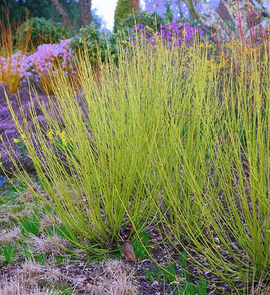 <i>Cornus sericea</i> 'Flaviramea'