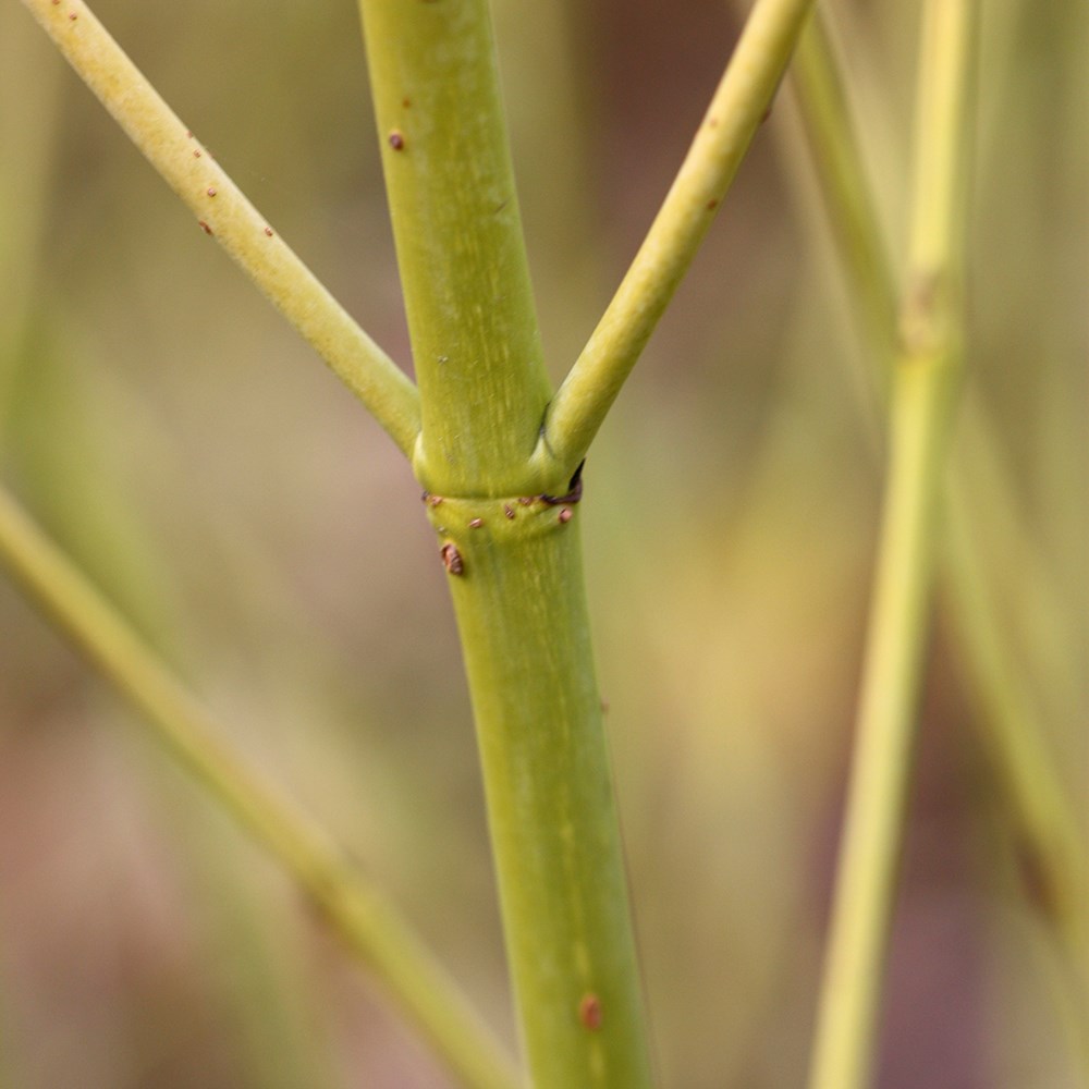 <i>Cornus sericea</i> 'Flaviramea'