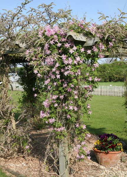 <i>Clematis</i> 'Markham's Pink'