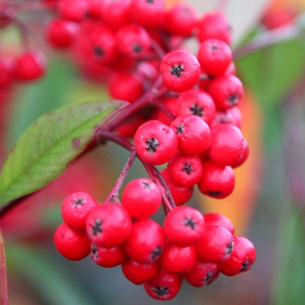 <i>Cotoneaster</i> 'Cornubia'