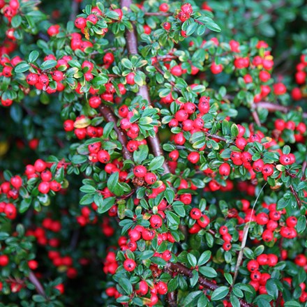 <i>Cotoneaster horizontalis</i> 