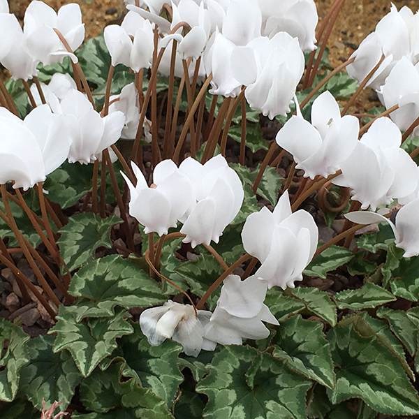 <i>Cyclamen hederifolium</i> var. <i>hederifolium</i> f. <i>albiflorum</i>