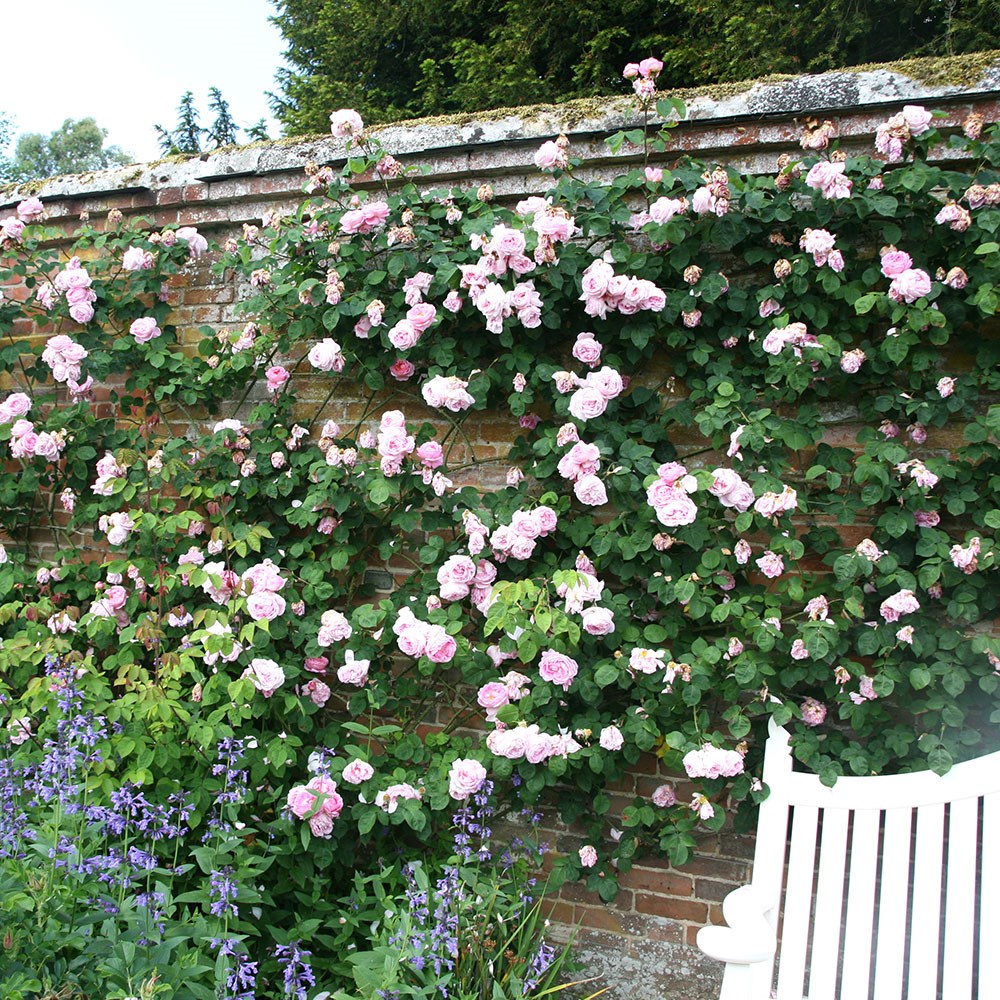 Rosa Constance Spry | Climbing / Shrub Rose