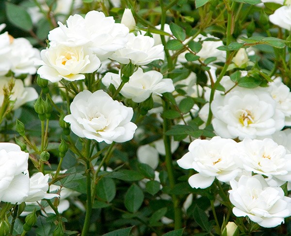 <i>Rosa</i> <b class=small-caps>Kent</b> ('Poulcov') (PBR) (Towne & Country Series) | Ground Cover Rose