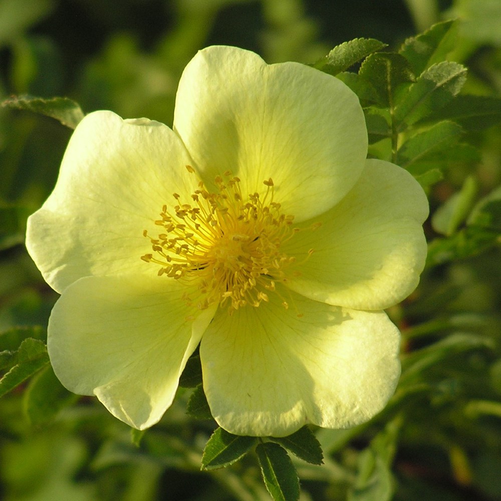 Rosa xanthina Canary Bird | Shrub Rose