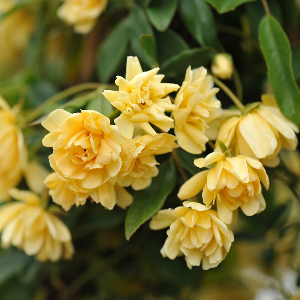 Rosa banksiae Lutea | Banksian Rambler Rose