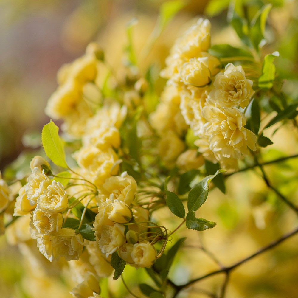 Rosa banksiae Lutea | Banksian Rambler Rose
