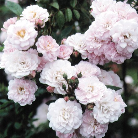 Rosa Little Rambler ('Chewramb') (PBR)
