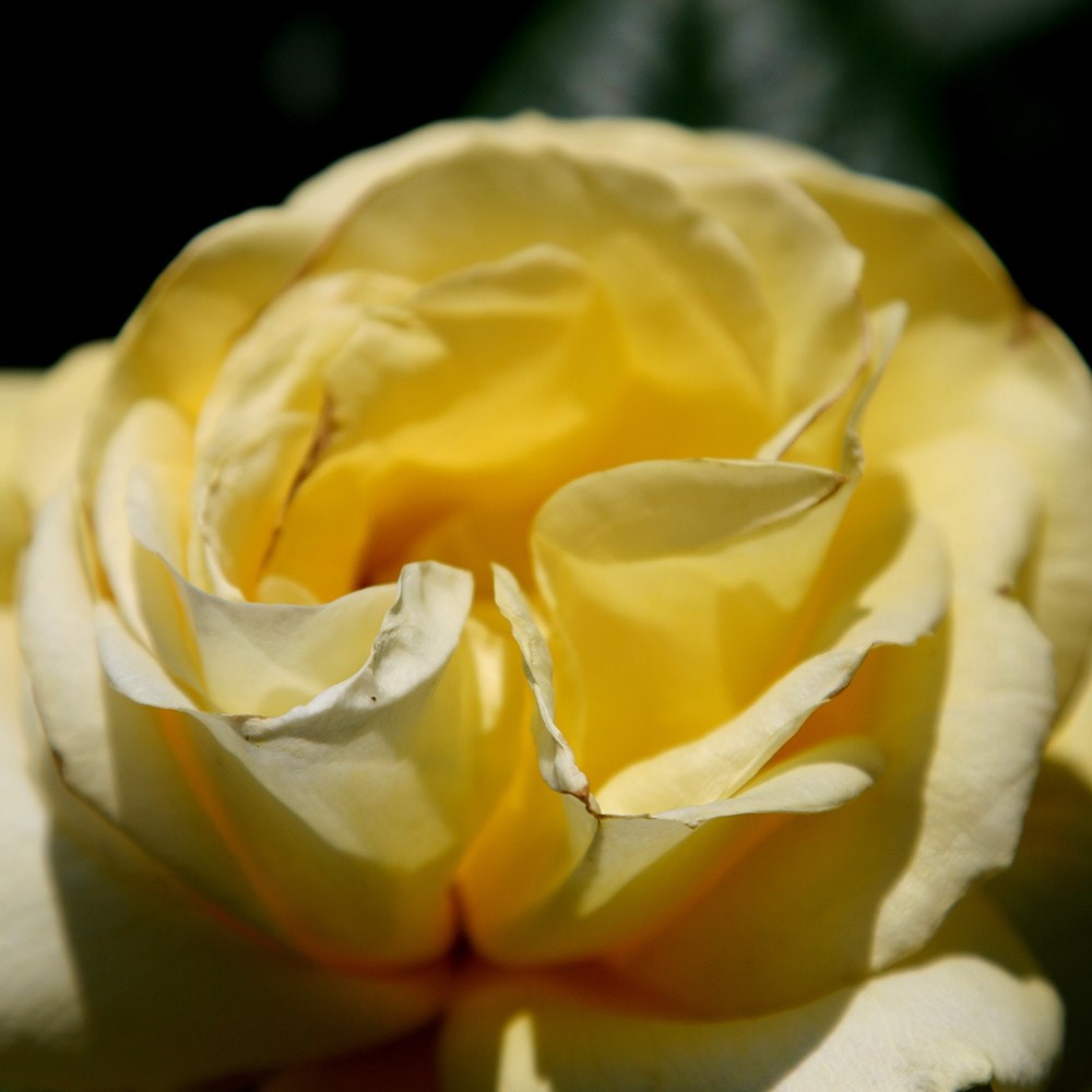 Rosa Arthur Bell | Floribunda Bush Rose