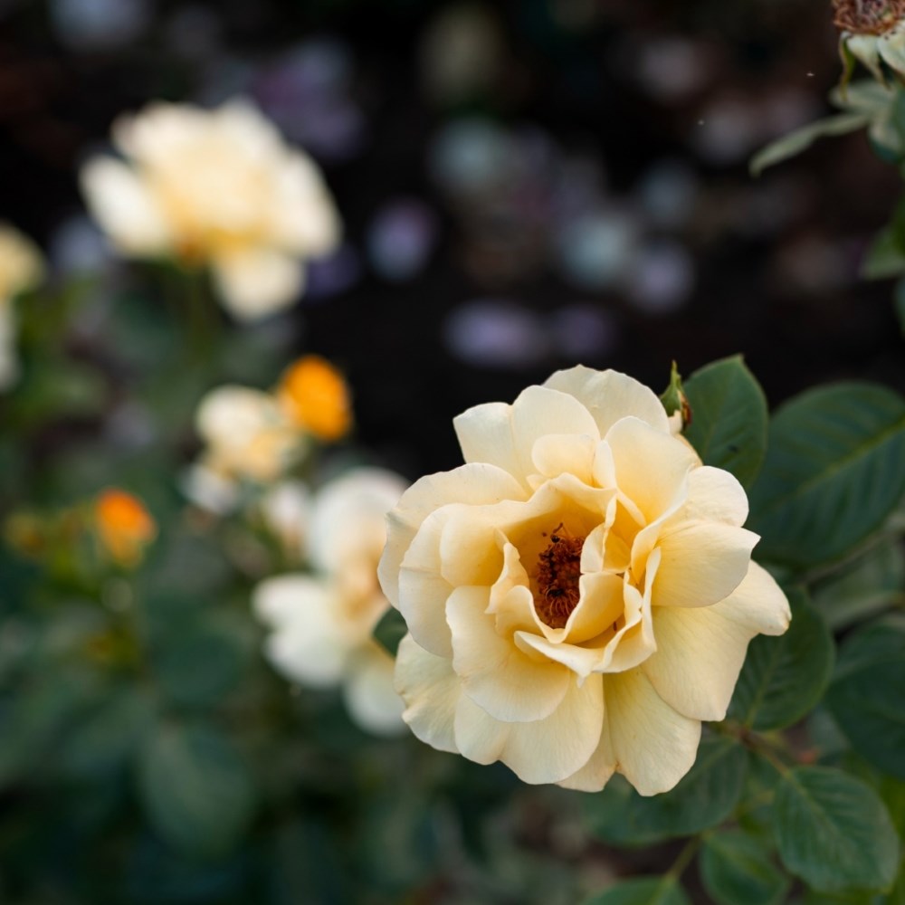 Rosa Arthur Bell | Floribunda Bush Rose