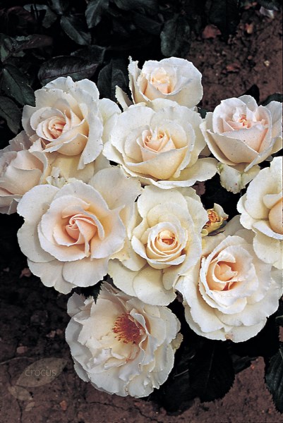 <i>Rosa</i> <b class=small-caps>Margaret Merril</b> ('Harkuly') | Floribunda Bush Rose