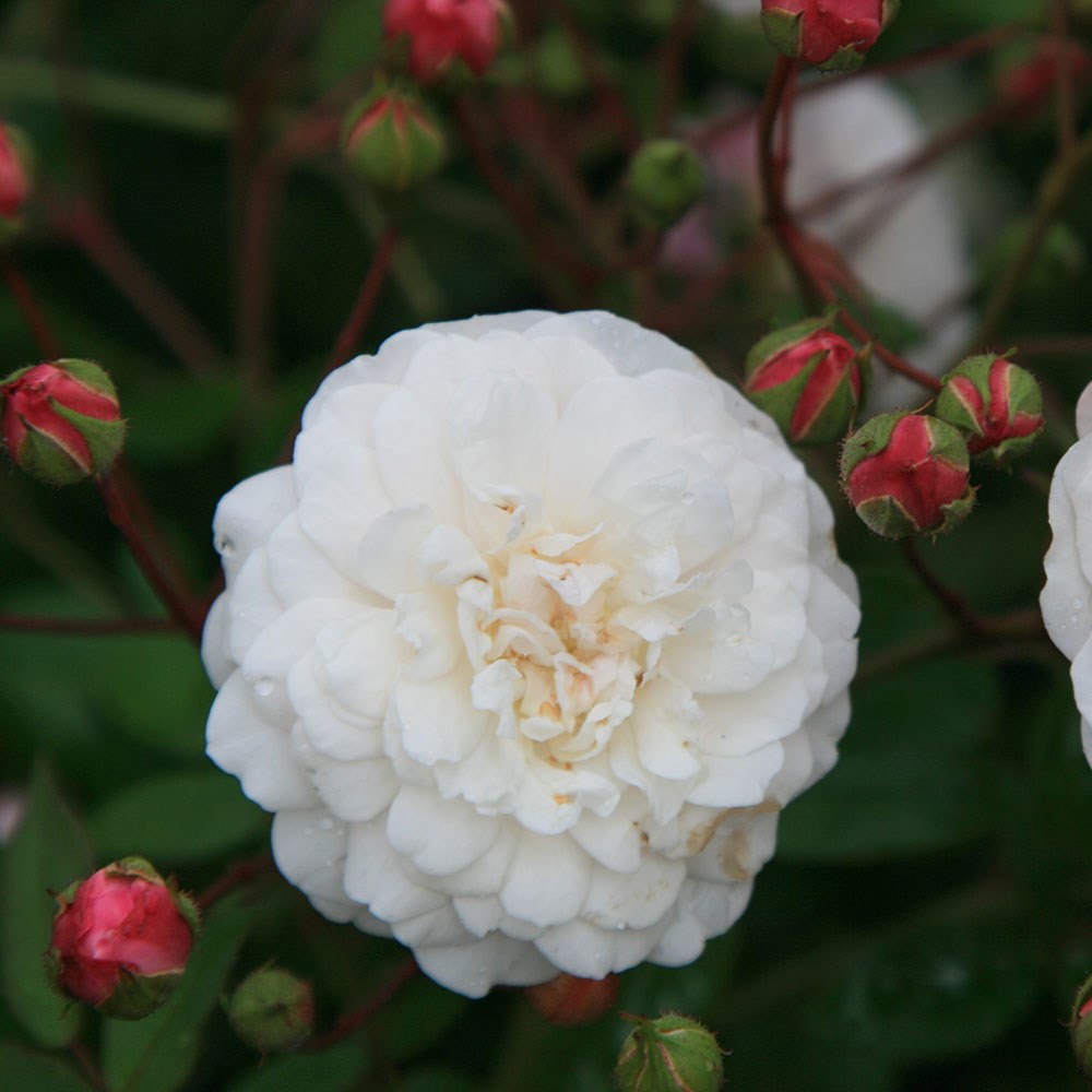Rosa White Pet | Shrub Rose