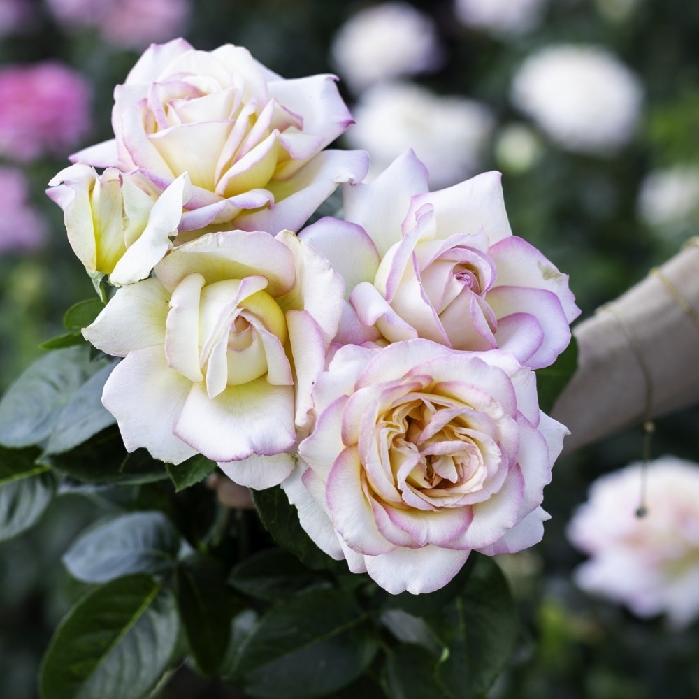 <i>Rosa</i> <b class=small-caps>Peace</b> ('Madame A. Meilland') | Hybrid Tea Rose