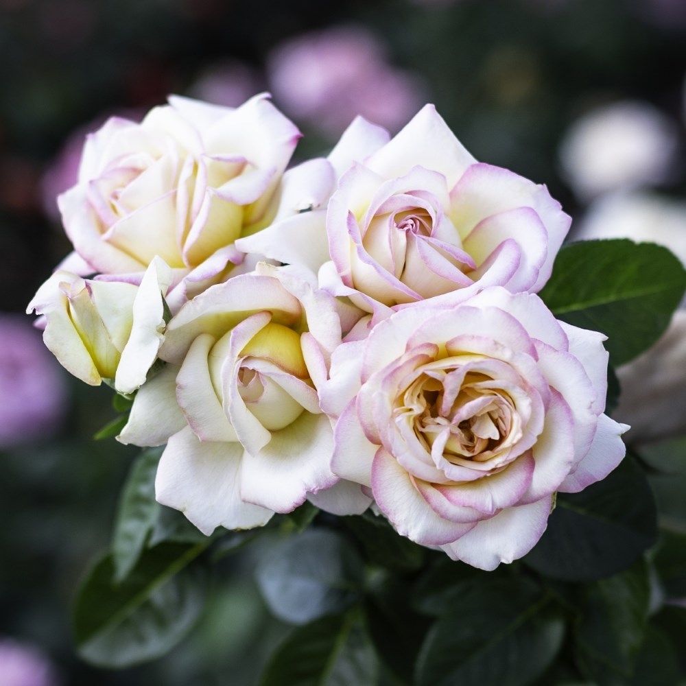 <i>Rosa</i> <b class=small-caps>Peace</b> ('Madame A. Meilland') | Hybrid Tea Rose