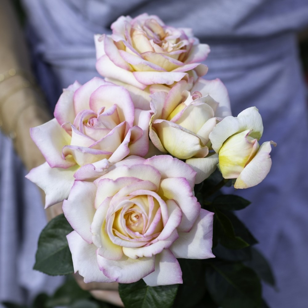 <i>Rosa</i> <b class=small-caps>Peace</b> ('Madame A. Meilland') | Hybrid Tea Rose