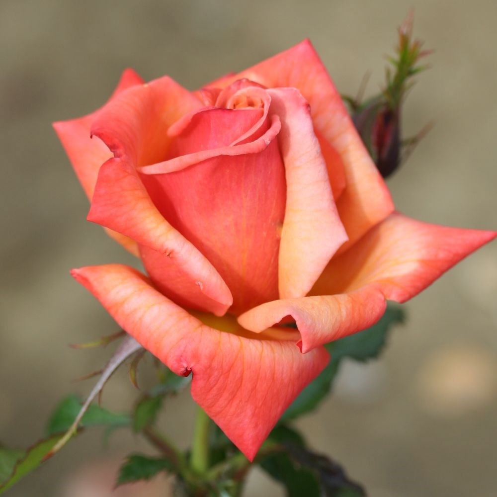 <i>Rosa</i> <b class=small-caps>Remember Me</b> ('Cocdestin') (PBR) | Hybrid Tea Bush Rose