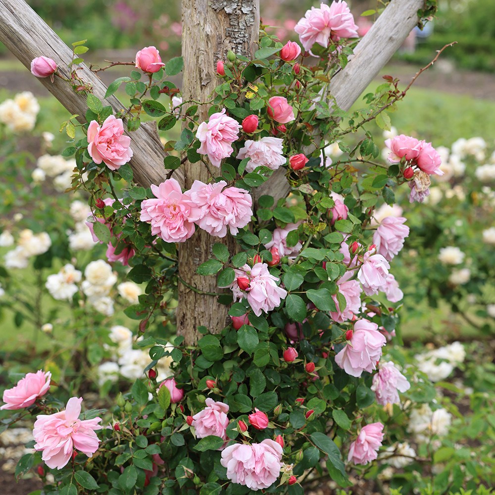 Rosa Albertine | Rambling Rose