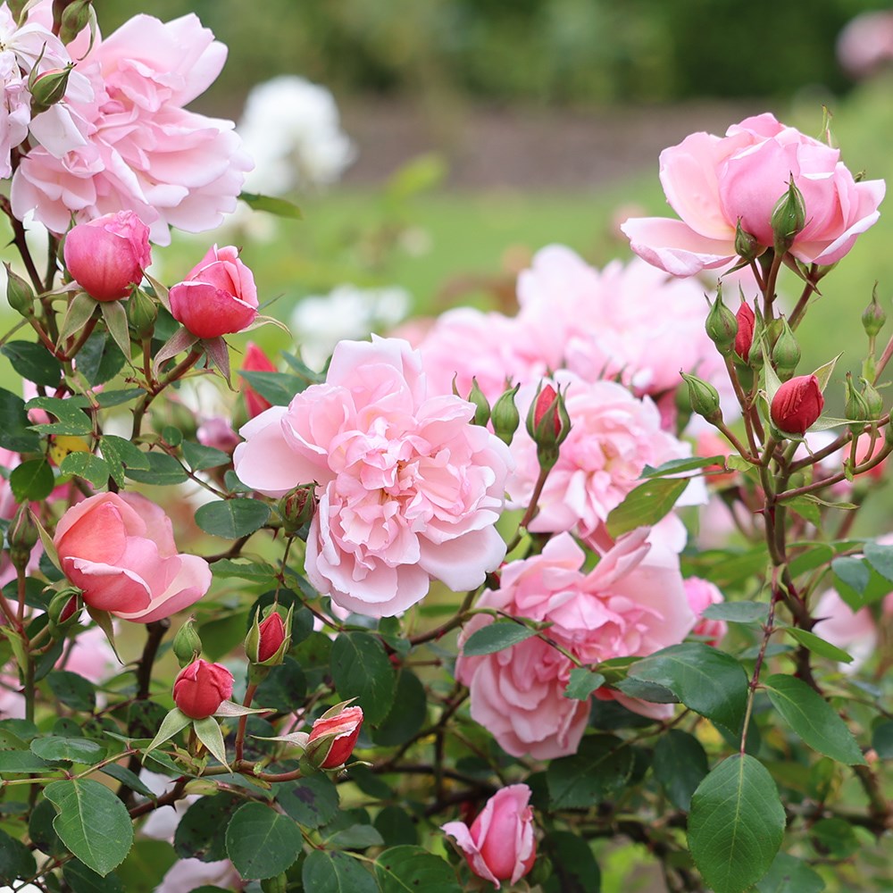 Rosa Albertine | Rambling Rose