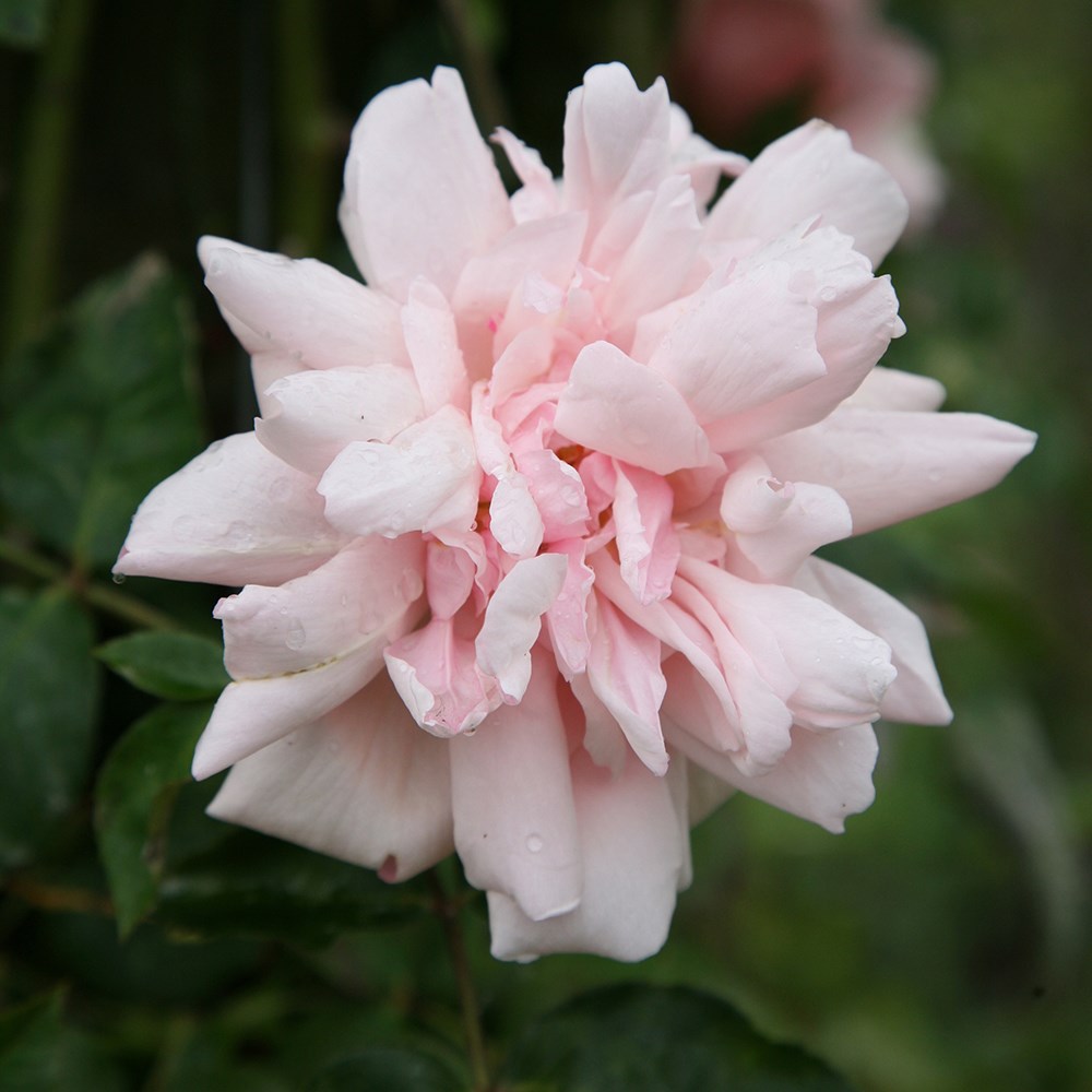 Rosa Albertine | Rambling Rose