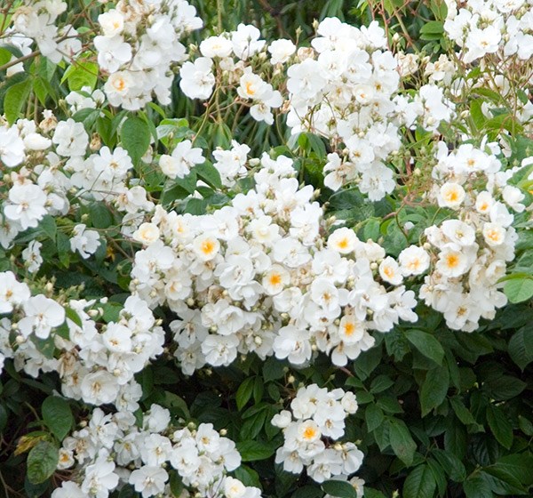 Rosa Wedding Day | Rambling Rose