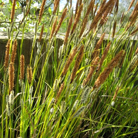 Carex acuta