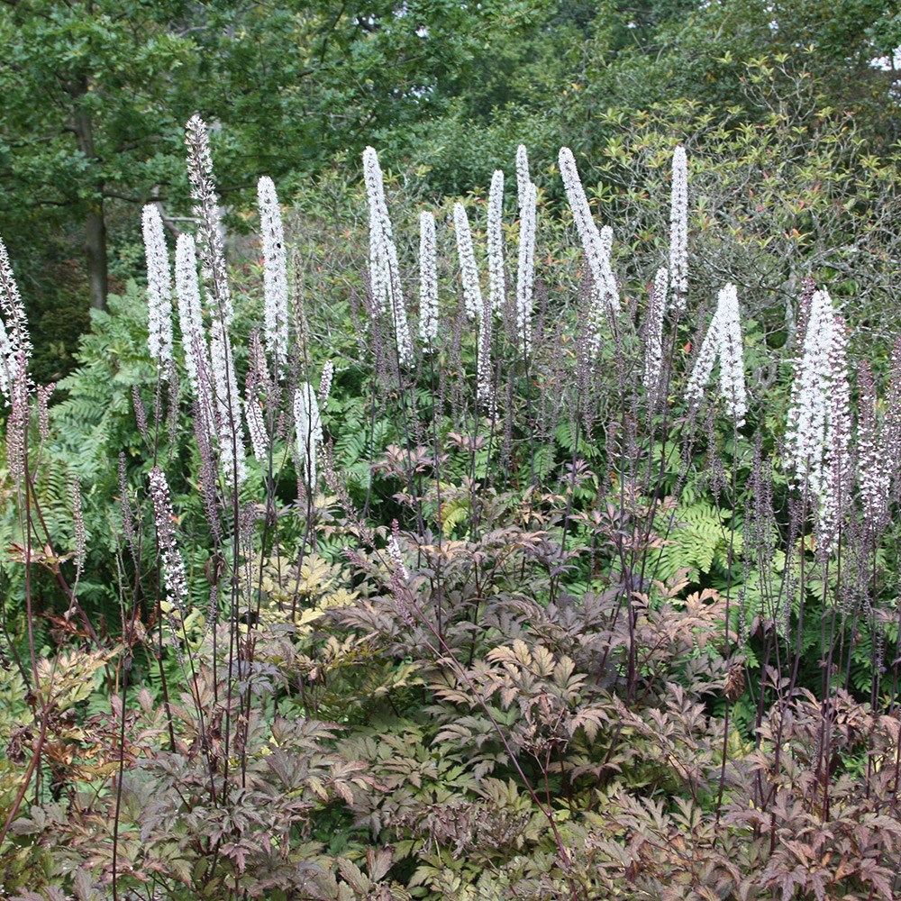 <i>Actaea simplex</i> Atropurpurea Group