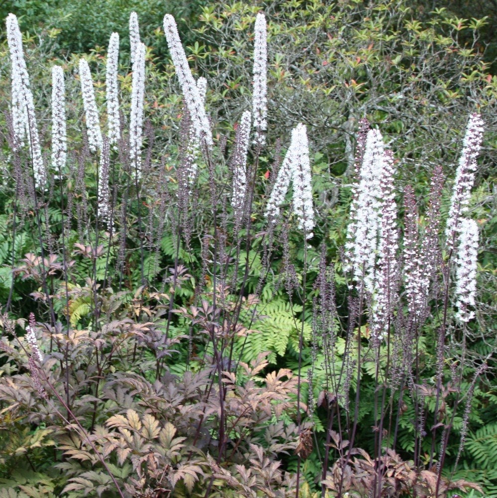 <i>Actaea simplex</i> Atropurpurea Group