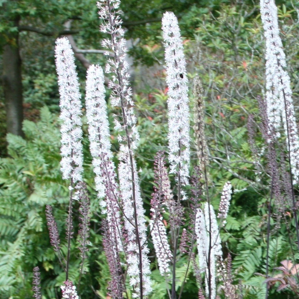 <i>Actaea simplex</i> Atropurpurea Group