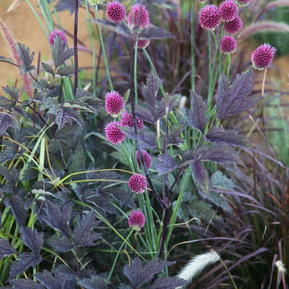 <i>Actaea simplex</i> Atropurpurea Group