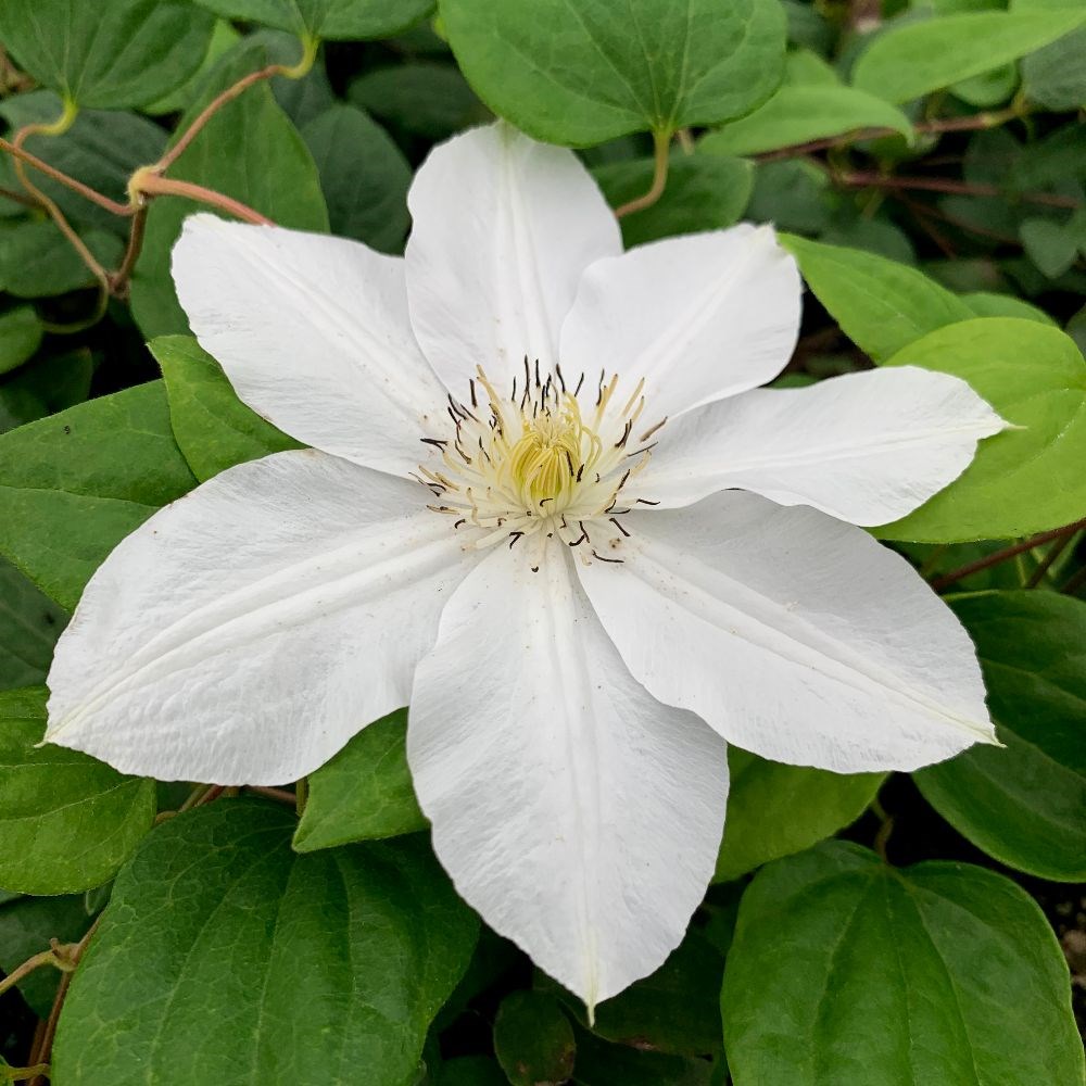 <i>Clematis</i> 'Marie Boisselot'