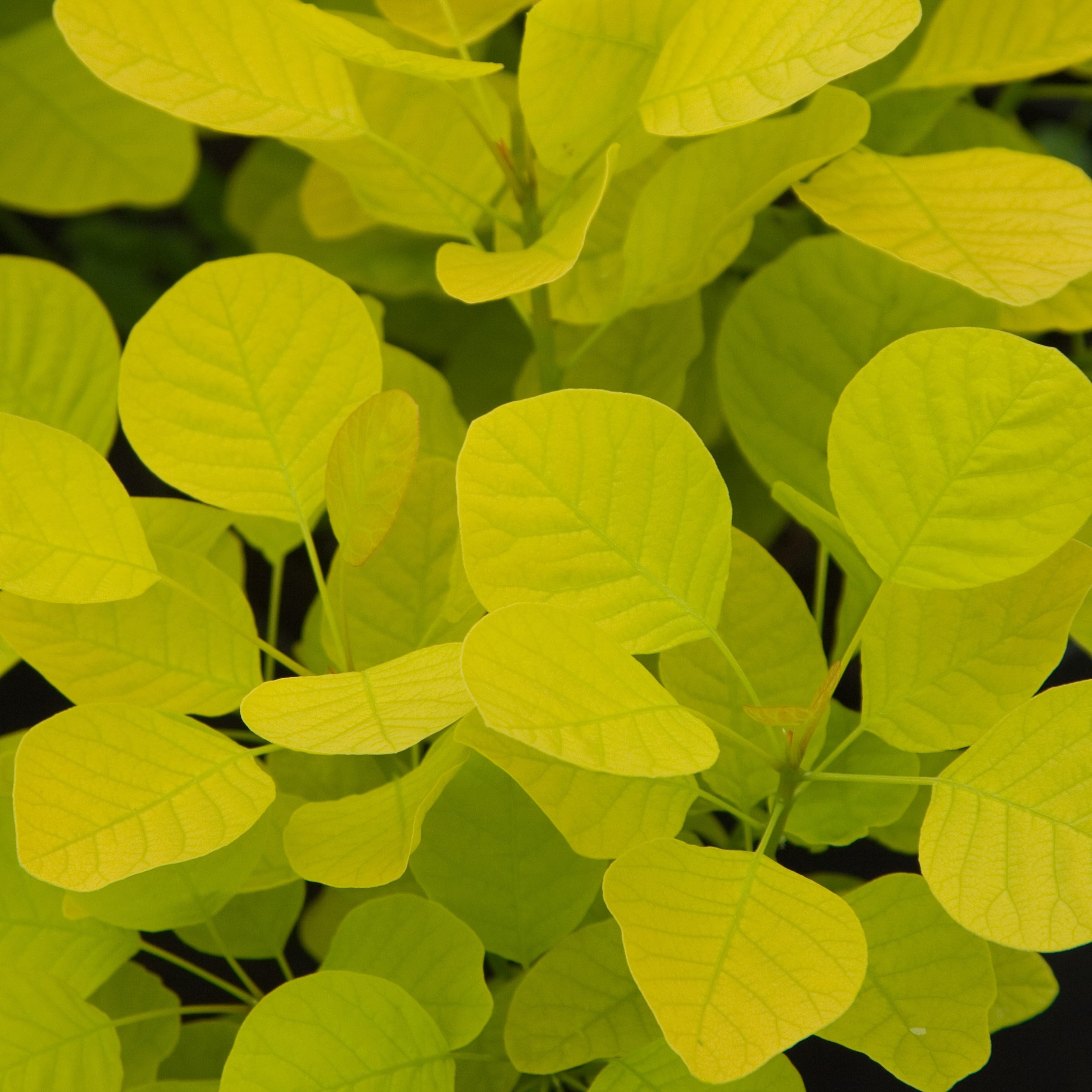 <i>Cotinus coggygria</i> <b class=small-caps>Golden Spirit</b> ('Ancot') (PBR)