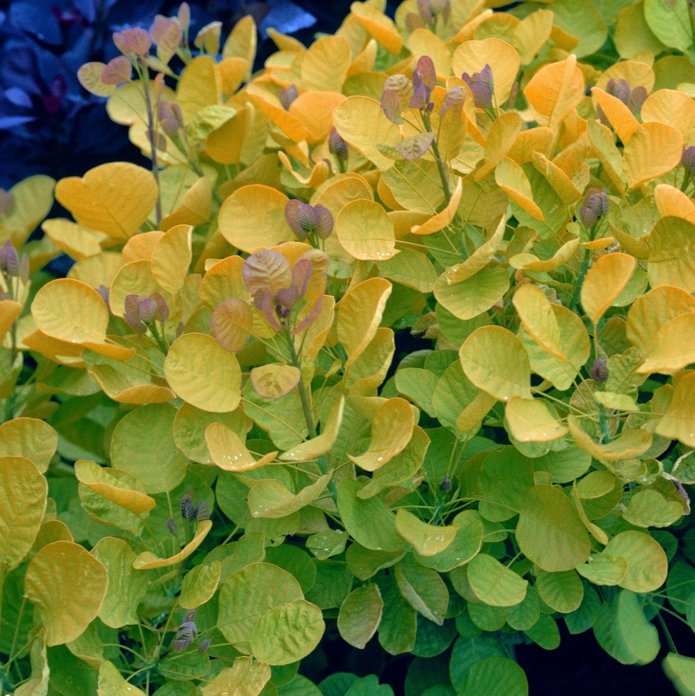 <i>Cotinus coggygria</i> <b class=small-caps>Golden Spirit</b> ('Ancot') (PBR)