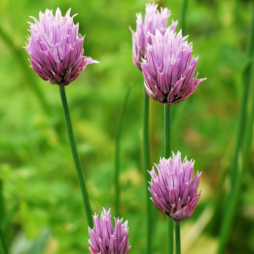 chives