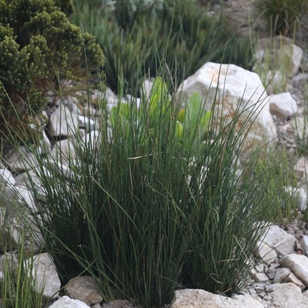 Juncus effusus