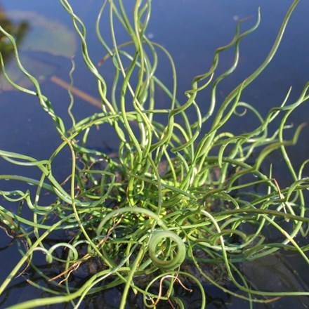 Juncus effusus f. spiralis