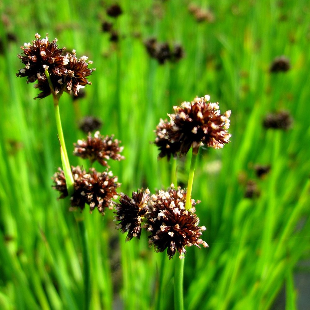 <i>Juncus ensifolius</i> 