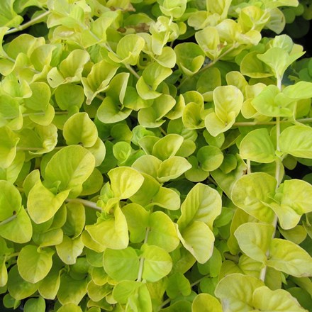 Lysimachia nummularia Aurea
