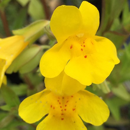 <i>Mimulus guttatus</i> 