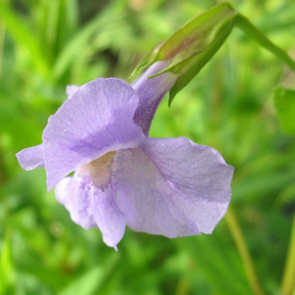 <i>Mimulus ringens</i> 