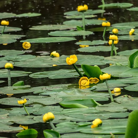Nuphar lutea