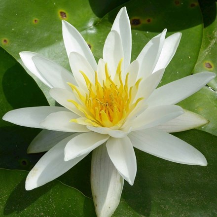 Nymphaea alba