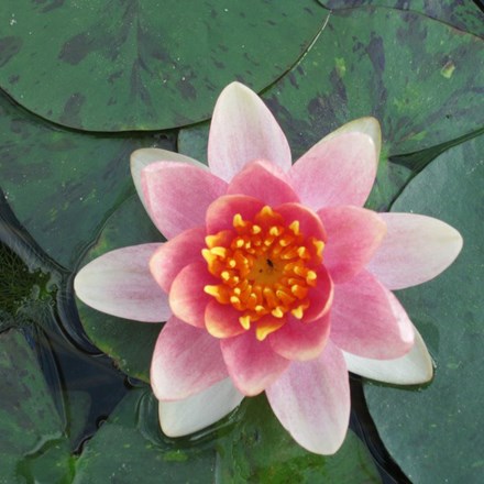 Nymphaea Aurora