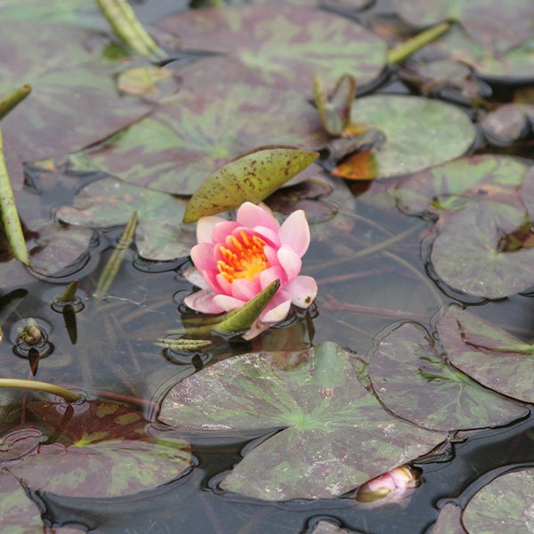 <i>Nymphaea</i> 'Aurora'