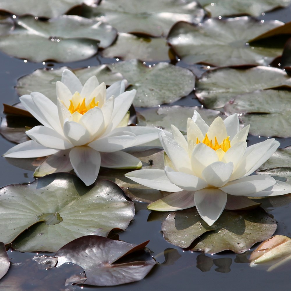 <i>Nymphaea</i> 'Gladstoniana'
