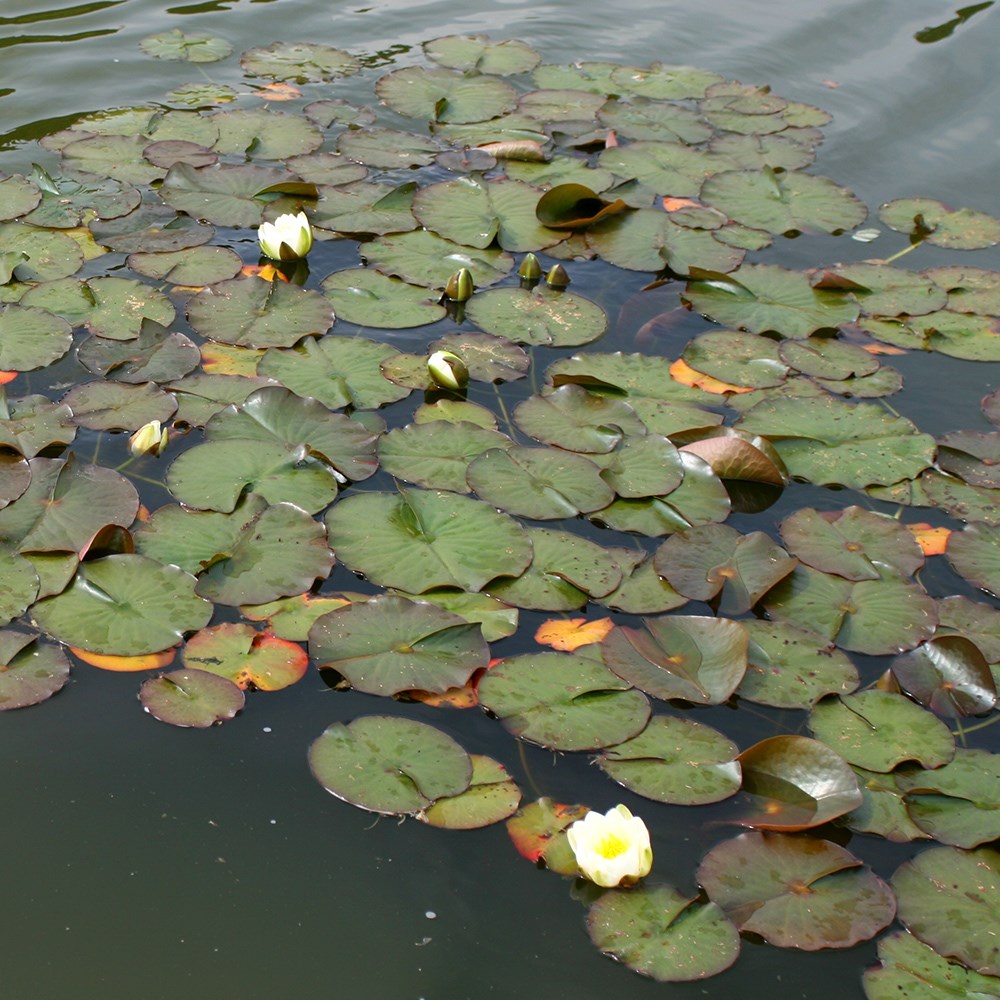 <i>Nymphaea</i> 'Gladstoniana'