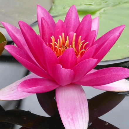 Nymphaea James Brydon