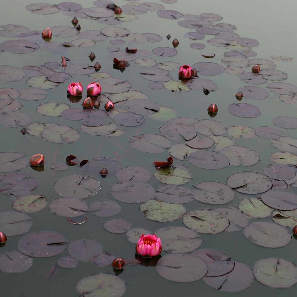 <i>Nymphaea</i> 'James Brydon'